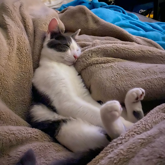 Meet your Posher, Ritchie - Picture 1 of 1